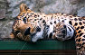 Леопард в зоопарке «Сказка» в Ялте