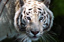 Бенгальский тигр в зоопарке «Сказка» в Ялте