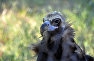 Черный гриф в сафари-парке «Тайган»