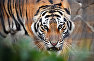 Тигр в сафари-парке «Тайган»