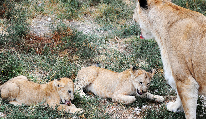 Львица с львятами в сафари-парке «Тайган»