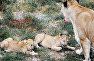 Львица с львятами в сафари-парке «Тайган»