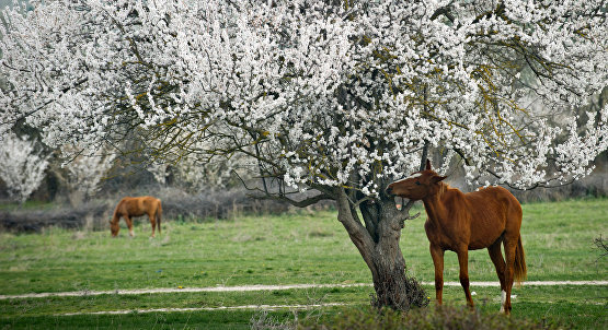 Лошади у подножия Белой скалы в Белогорском районе Крыма