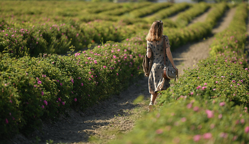 Девушка гуляет по розовому полю в Крыму