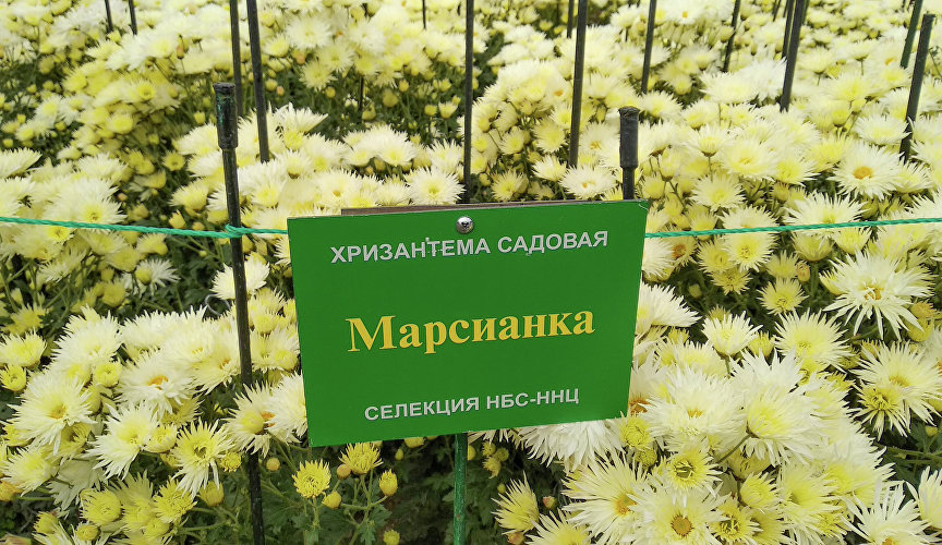 Бал хризантем в Никитском ботаническом саду