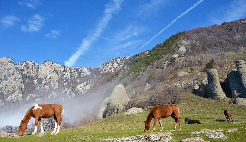 Horses on Mount Demerdzhi