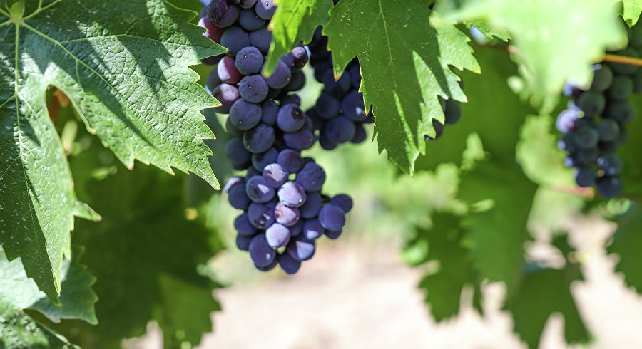 Осенние новинки от крымских виноделов: какой эксклюзив предлагают производители