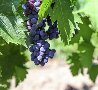 Осенние новинки от крымских виноделов: какой эксклюзив предлагают производители