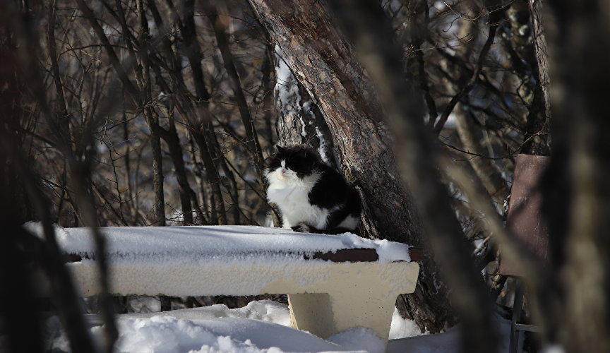 Кот в крымском лесу