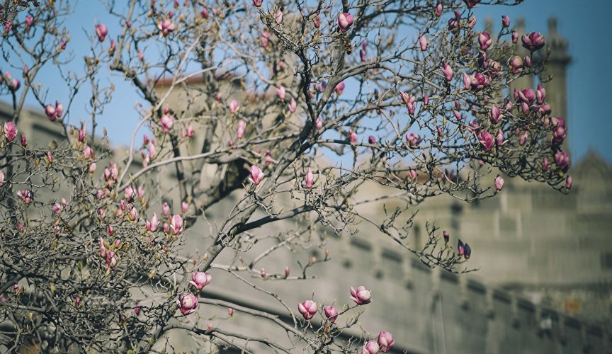 Цветущие деревья у Воронцовского дворца