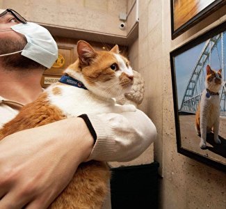 Фотовыставка «Большое путешествие кота Мостика», 29 ноября – 28 января