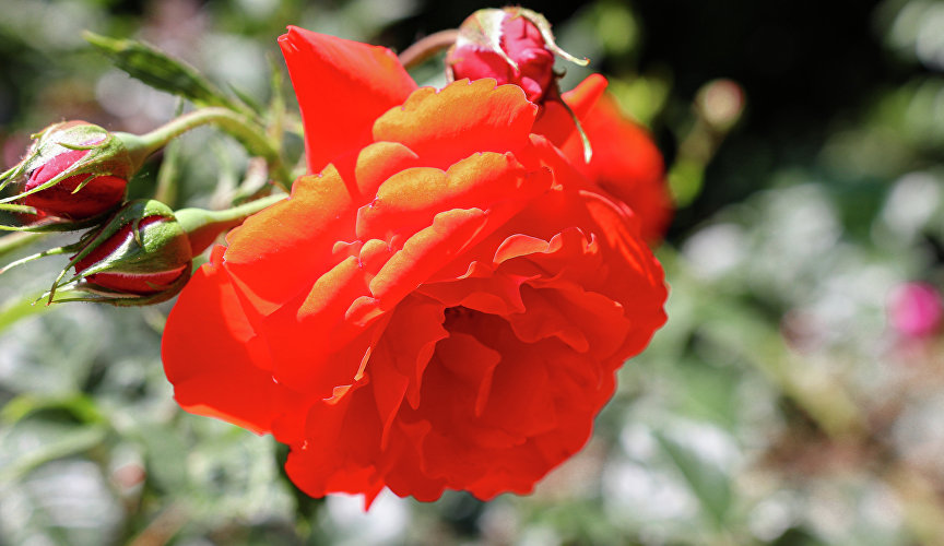 Роза в Никитском ботаническом саду