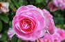 Роза в Никитском ботаническом саду