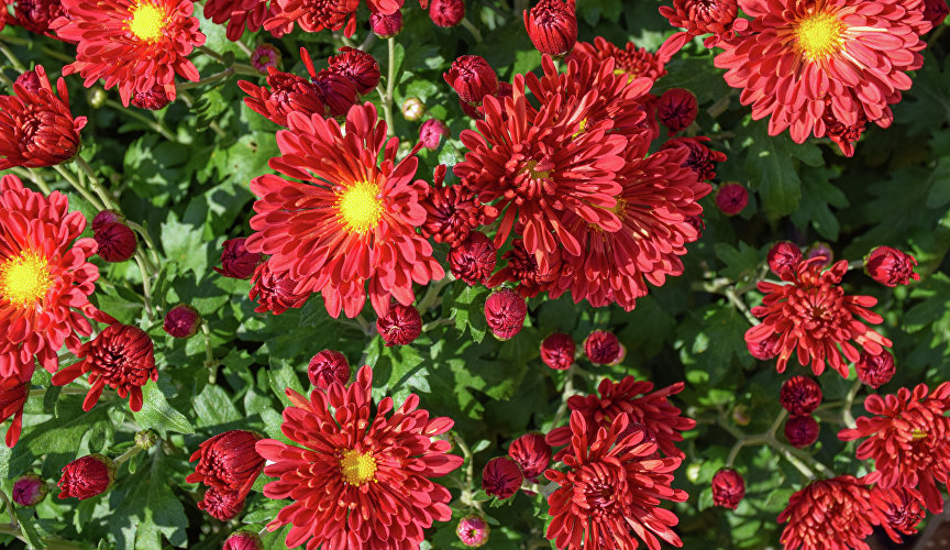 Есть и цветы, напоминающие о персонажах любимых сказок и мультфильмов. Среди них – «Чебурашка», «Дюймовочка», «Артемон» (на фото), «Сестрица Алёнушка».