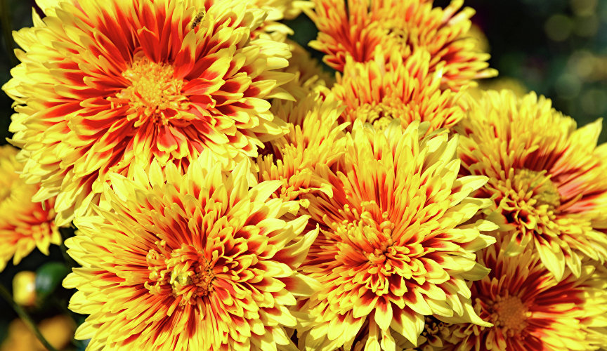 Всего здесь высажено 40 тыс. цветков.