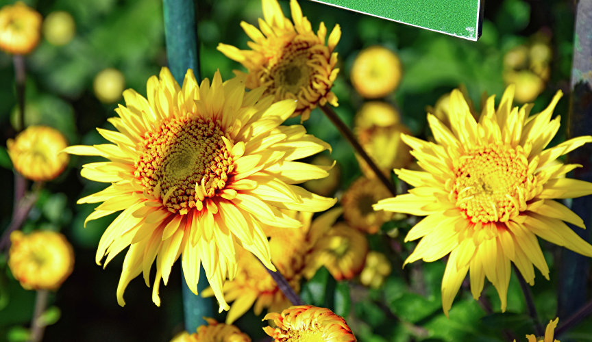 К ним относятся «Зимний сад» (на фото), «Кленовые листья» , «Ассоль», «Гостья из будущего», «Жемчужные бусы», «Зарница», «Розовый шёлк».