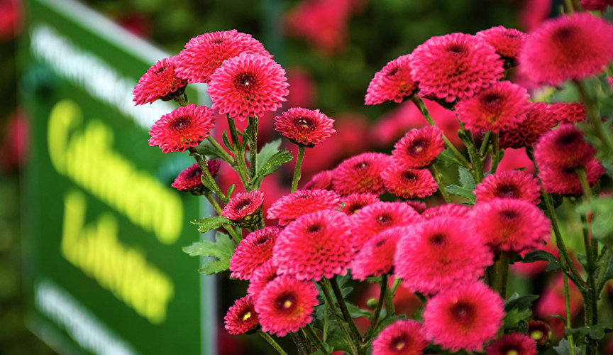 Увидеть посетители могут и «новичков» 2024 года. Например, Imany и Calimero Lobster (на фото).