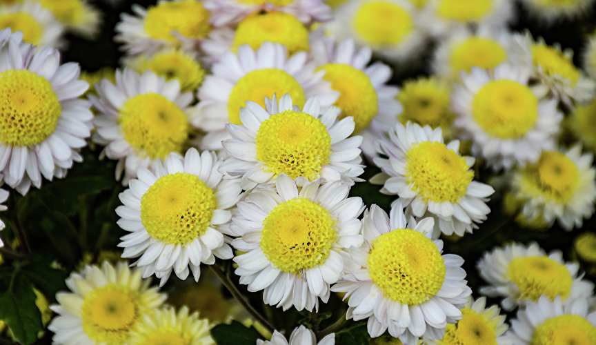 И конечно, на балу красуются старинные сорта, выведенные в прошлом веке. Среди них – «Золотой паучок», «Лунная серенада», «Славяночка», «Рассвет», «Горный хрусталь» (на фото).