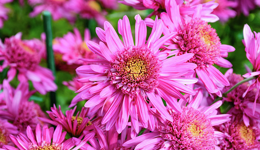 К первым относятся «Египтянка» (на фото), «Бегущая по волнам», «Симфония», Milka Pink, Natasha, Escort Rot.