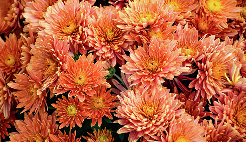 Ко вторым – «Алиса», «Незнакомка», «Золотой паучок», «Плюшевый мишка» (на фото), «Крымская весна».