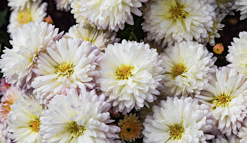 К слову, о названиях. Здесь встречаются сорта, посвящённые природным явлениям. Например, «Розовый закат», «Сиреневый туман», «Ванильное небо» (на фото), «Иней».