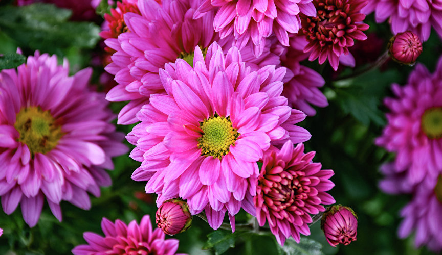 Другие же воспевают женские имена: «Надежда», «Элизабет», «Милена», «Розалинда» (на фото), Natasha, «Хрустальная Эмма»…