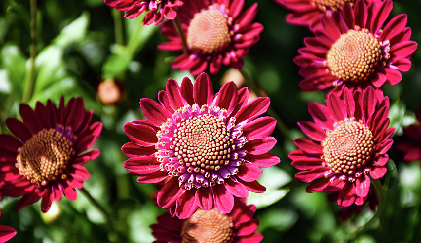 Давая имена хризантемам, селекционеры не забывают и о нашем полуострове. Поэтому участниками бала стали «Крымская звёздочка», «Таврида» (на фото), «Золото Херсонеса», «Крымская весна», «Севастопольский вальс».