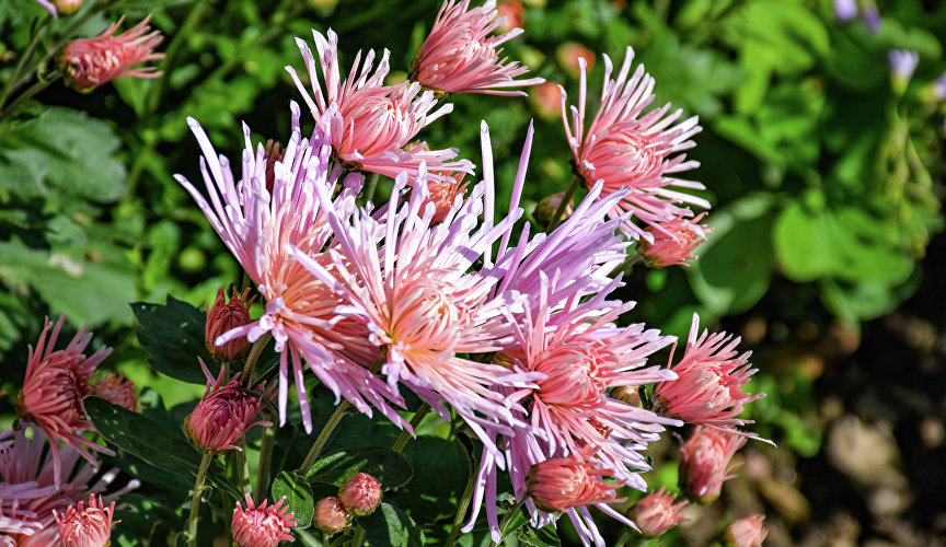 Проголосовать за понравившиеся сорта может любой желающий – как в самом саду, так и онлайн.