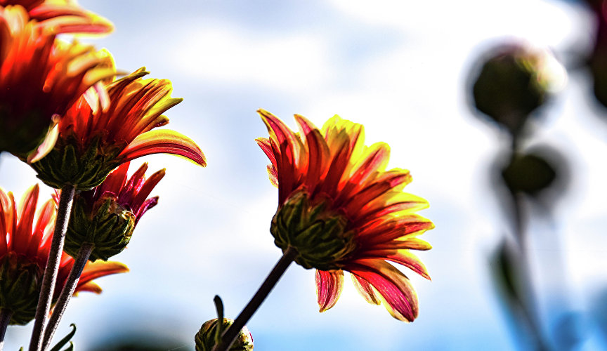 Красочное мероприятие неизменно проходит на открытой демонстрационной площадке в Верхнем парке.