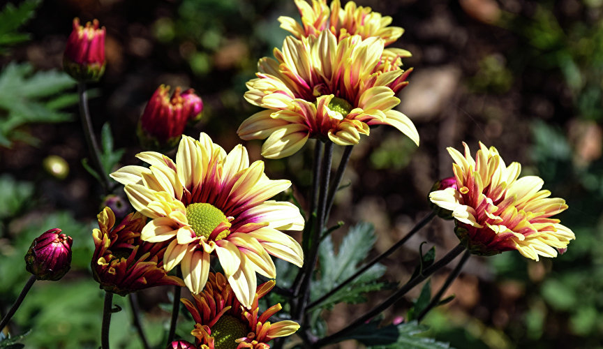 В этом году их также выберут: королеву – из числа крупноцветковых хризантем, принцессу – среди мелкоцветковых.