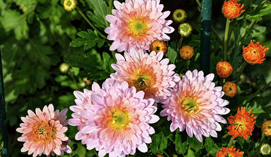 Наиболее интересные образцы селекционеры отметили номерами. Для них гости бала могут предложить названия.