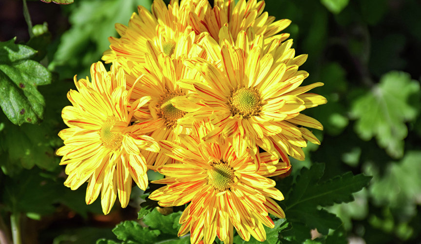 … а ещё двухцветные и с яркими прожилками.