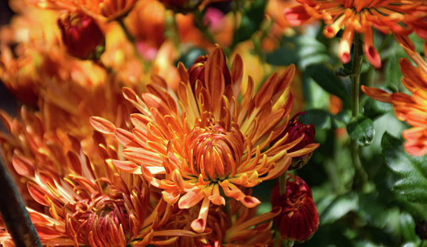 Также на выставке представлены новинки 2025 года. Среди них – 14 крупноцветковых гибридных форм селекции НБС.