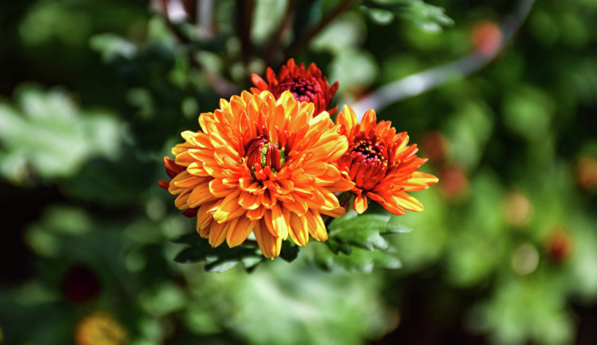 Новинками также стали 7 мелкоцветковых хризантем зарубежной селекции.