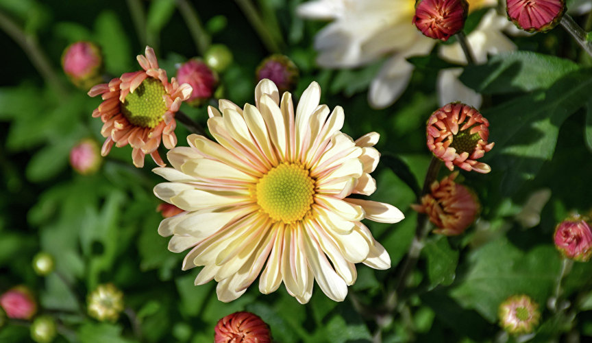 А ещё организован селекционный участок с «дебютантами». На нём впервые расцветут 3,5 тыс. сеянцев крупноцветковой хризантемы и около 1 тыс. мелкоцветковой.