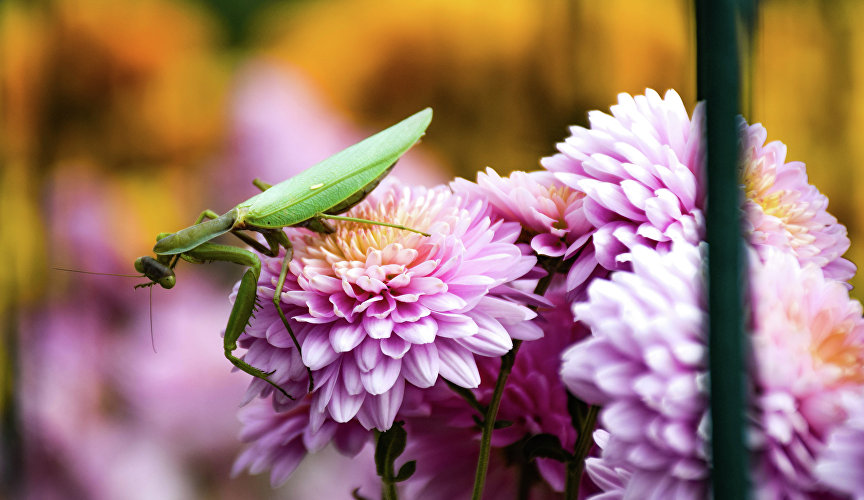 Кстати, бал посещают разные ценители цветов. Например, вот такой богомол.