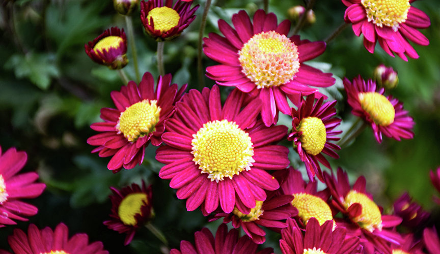 Демонстрационная площадка выстроена из 10 секторов, которые отходят от центральной круговой площадки.