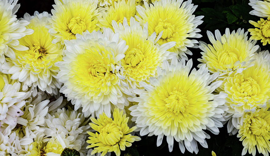 В этом году флористическое событие называется «Осеннее танго».