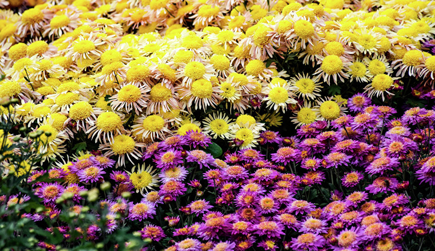 Большинство представленных сортов – результат труда селекционеров Никитского ботсада.