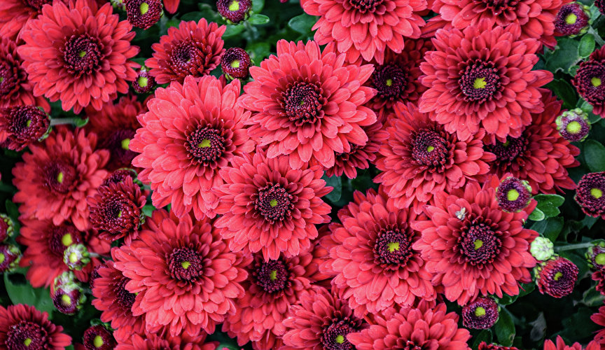 Бал хризантем в старинном саду на Южном берегу Крыма проходит с 1953 года.