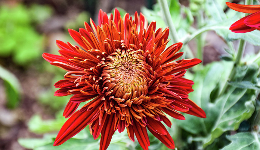 В танго «кружатся» 18 королев и 12 принцесс балов прошлых лет.