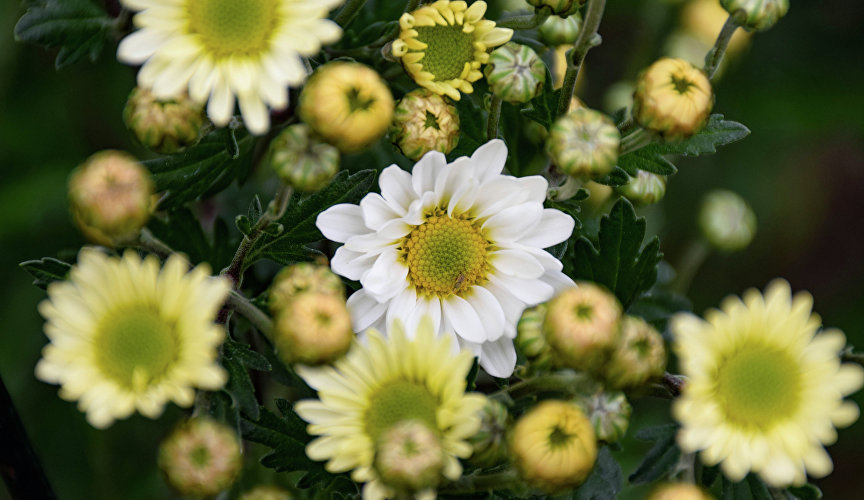 Цветовая гамма представлена всевозможными оттенками – как нежными, так и насыщенными. Здесь есть хризантемы белоснежные, жёлтые, тёмно-красные, розовые, сиреневые, бронзовые…