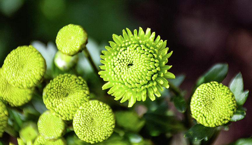 Около половины интродуцированы из цветоводческих фирм Китая, Голландии, Франции, Германии.