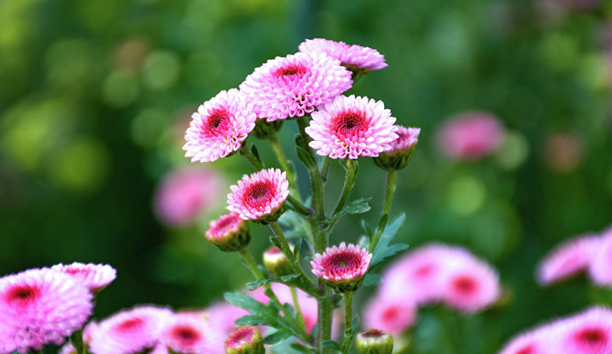 Посетителей встречают 470 сортов и гибридных форм хризантемы – крупно- и мелкоцветковые.