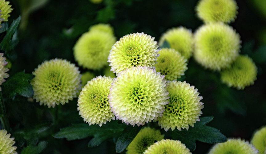 Сам бал продлится до конца ноября. Так что у вас есть время, чтобы лично посетить роскошное событие.Сам бал продлится до конца ноября. Так что у вас есть время, чтобы лично посетить роскошное событие.