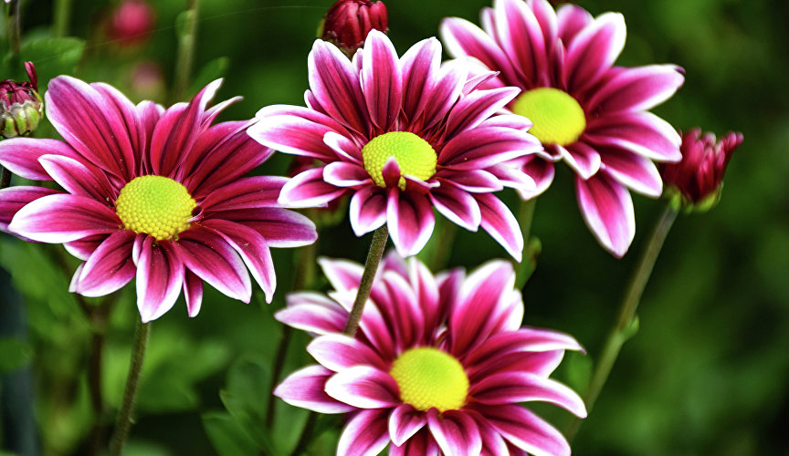 Пик цветения царицы осени ожидается в конце октября – середине ноября. Тогда можно будет максимально насладиться красотой и ароматами хризантем.