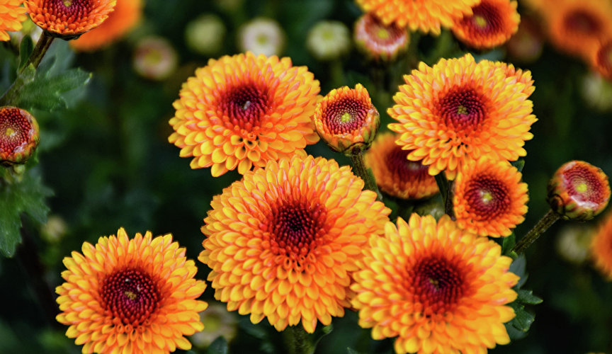 На выставке собрались хризантемы с соцветиями разных форм: махровыми и полумахровыми, трубчатыми и лучевидными…