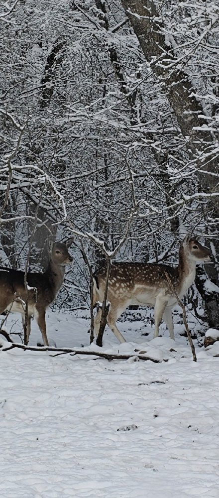 С экскурсией к обитателям дикой природы: в Крыму работает Парк оленей