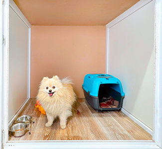 Зоогостиницы в Крыму: где присмотрят за питомцем