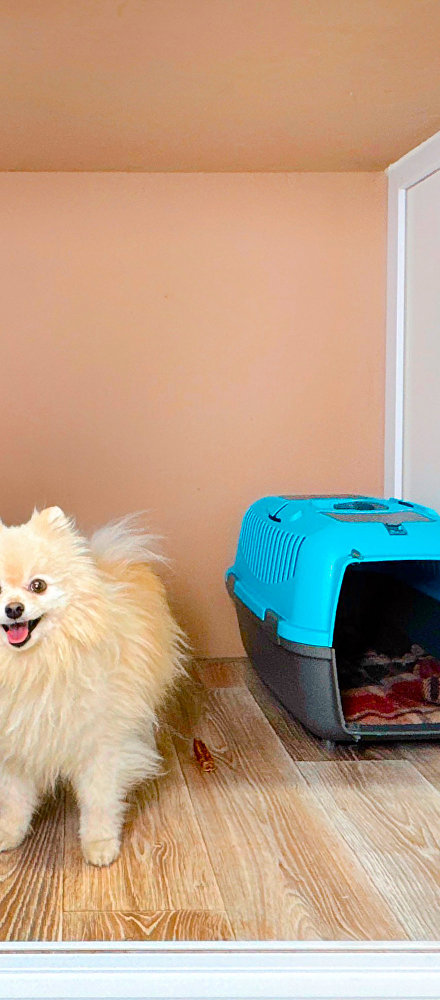 Зоогостиницы в Крыму: где присмотрят за питомцем